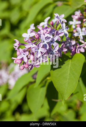 Fiori lilla Foto Stock