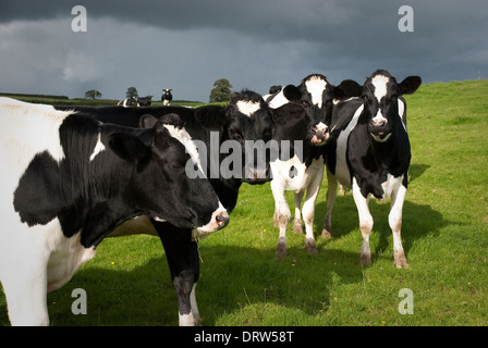 Bovini di razza Holstein in pascolo, Wales, Regno Unito. Foto Stock