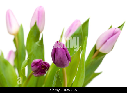 Lilla tulipani isolati su sfondo bianco Foto Stock