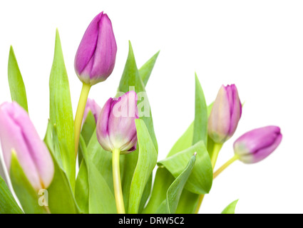 Lilla tulipani isolati su sfondo bianco Foto Stock