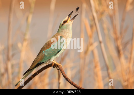 Rullo europea (Coracias garrulus) su un ramo. Foto Stock