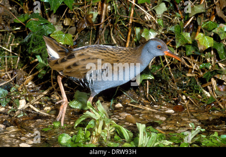 Water Rail Rallus aquaticus Foto Stock