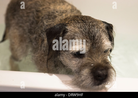 Border terrier animali domestici cani shampoo bagno Foto Stock