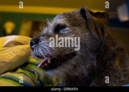 Border terrier pet cane dorme felice letto rilassante Foto Stock