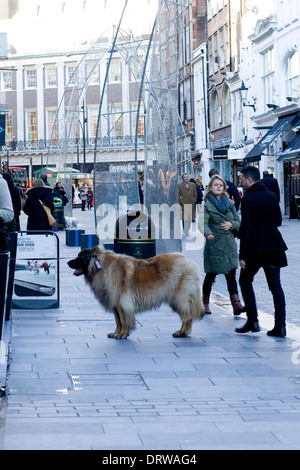 Cane di window shopping su Bond Street London Inghilterra England Foto Stock
