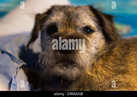 Border terrier pet cane dorme felice letto rilassante Foto Stock