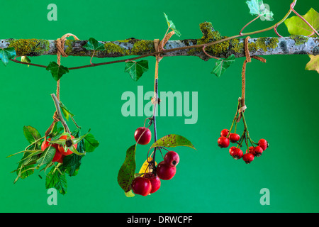 Autunno escapade con rosa canina e abbellimento Foto Stock