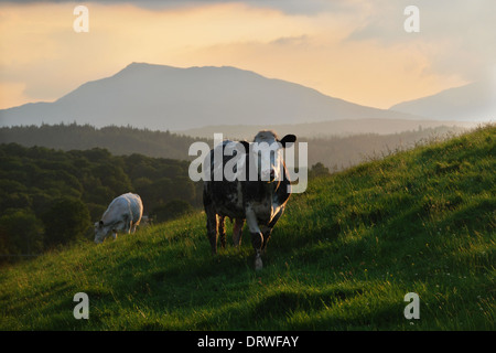 Mucca su una collina al tramonto, con montagne di Snowdonia dietro Foto Stock