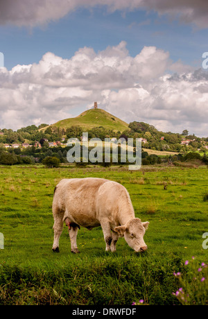 Il pascolo di vacca sul livello di Somerset con St Michael's Tower su Glastonbury Tor ,Somerset, Regno Unito nella distanza, Foto Stock