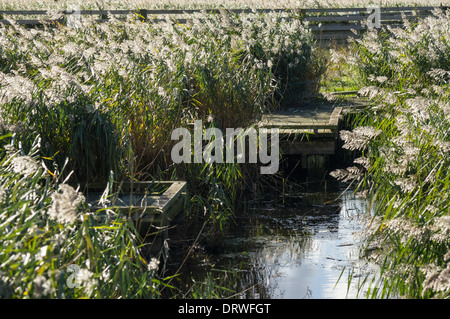 Verde comune a reed riverbank Foto Stock