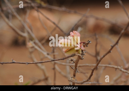 Spazzolino da denti tree (Salvadora persica). Close up di sementi pod. Foto Stock