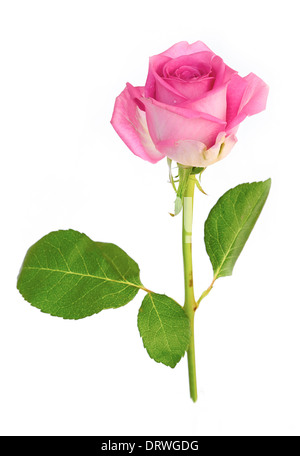 Un primo piano della rosa rosa su sfondo bianco. Foto Stock