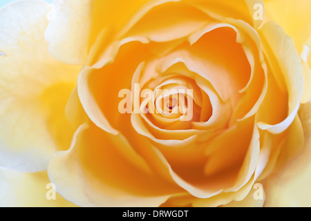 Un primo piano di una rosa gialla sfondo. Foto Stock