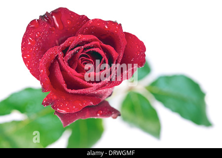 Un primo piano di una rosa rossa su uno sfondo bianco. Foto Stock