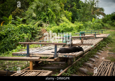 Una delle attrazioni turistiche di Battambang è abbandonare la ferrovia, la gente del luogo reso treno di bambù per utilizzare il trasporto. Cambogia Foto Stock