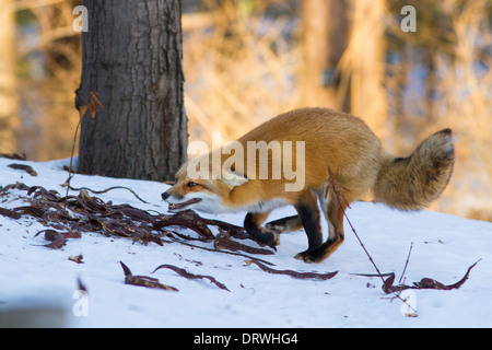 Un selvaggio red fox caccia topi in inverno. Foto Stock