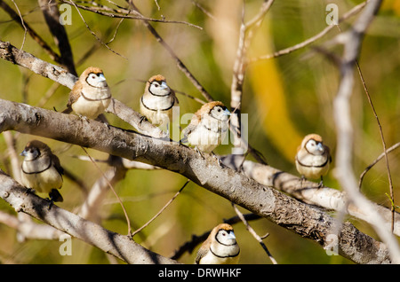 Fare doppio sbarrate Finch Taeniopygia bichenovii Foto Stock