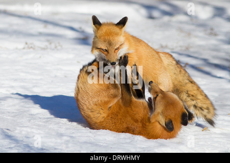 Due maschio red fox combattimenti durante la stagione degli amori in snow-Québec Canada Foto Stock