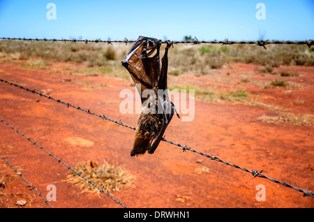 Dead little red flying fox catturato sul filo del Queensland, Australia Foto Stock