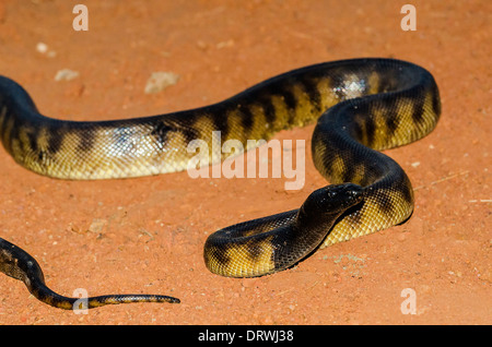 Aspidites melanocephalus, a testa nera python Foto Stock