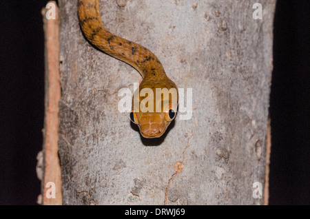 Brown tree snake Boiga irregularis Foto Stock