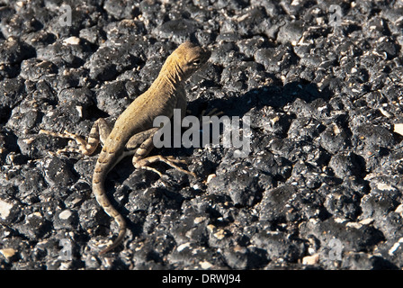 Maggiore Earless Lizard Cophosaurus texanus Parco Nazionale delle Montagne Guadalupe Texas USA Foto Stock