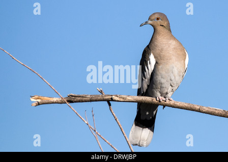 Bianco-winged Colomba Zenaida asiatica Bosque del Apache National Wildlife Refuge Nuovo Messico USA Foto Stock