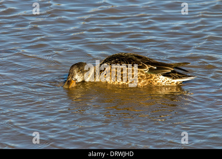 Northern mestolone hen alimentare Anas clypeata Bosque del Apache National Wildlife Refuge Nuovo Messico USA Foto Stock