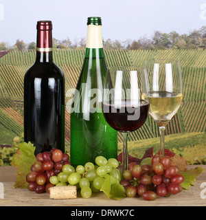 Vino fresco in bottiglie nei vigneti in autunno Foto Stock