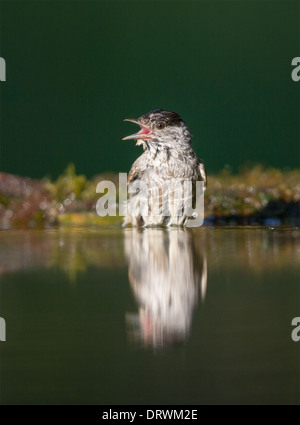 Maschio adulto Capinera (Sylvia atricapilla) la balneazione in una foresta in piscina Foto Stock