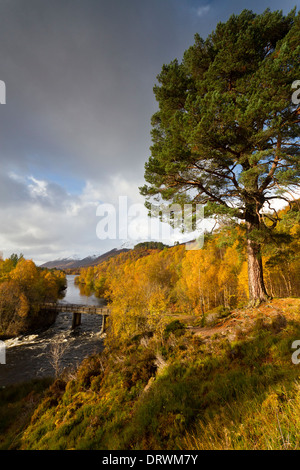 La Scozia, Glen Affric Foto Stock