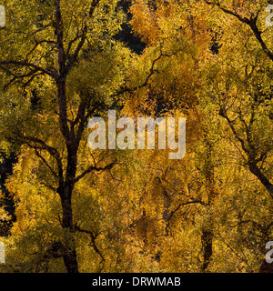 Backlit faggi in autunno Foto Stock