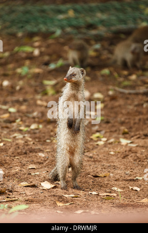 Close up di meerkat in piedi sulle sue due gambe di cerva Foto Stock