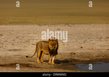 Leone maschio sorge accanto al foro di irrigazione avviso per azioni del fotografo di scattare una foto Foto Stock