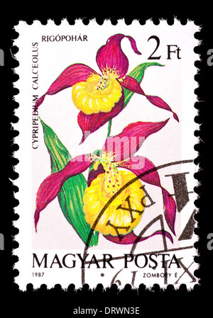 Francobollo da Ungheria che raffigura una varietà di orchidee viola (Cypripedium calceolus). Foto Stock