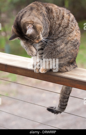 Tabby femmina cat maturo di toelettatura di pulizia se stessa su una rampa con balcone Foto Stock