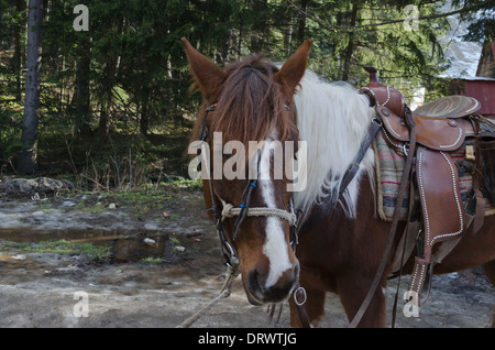 Equitazione club in Borovetz resort. Montagna Rila, Bulgaria Foto Stock