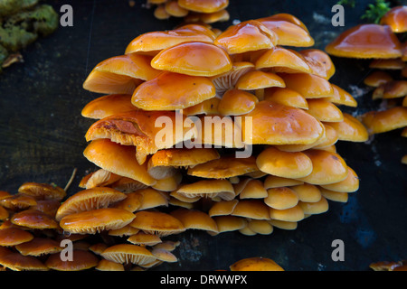 Gambo in velluto o invernale (funghi Flammulina velutipes), la Foresta di Sherwood, Nottinghamshire Foto Stock