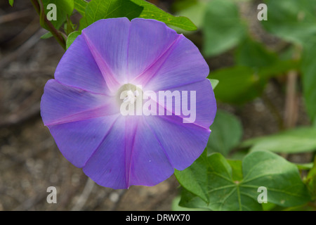 Viola gloria di mattina (Ipomoea purpurea) fiore Foto Stock