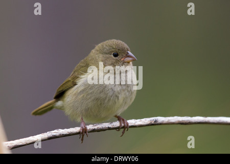 Femmina nera-di fronte Grassquit (Tiaris bicolore) Foto Stock