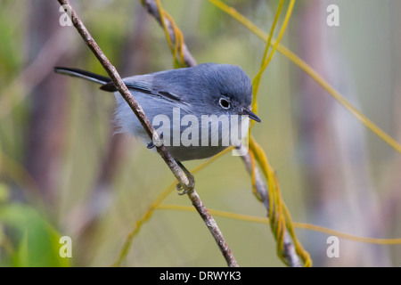 Colore grigio-blu Gnatcatcher (Polioptila caerulea) Foto Stock