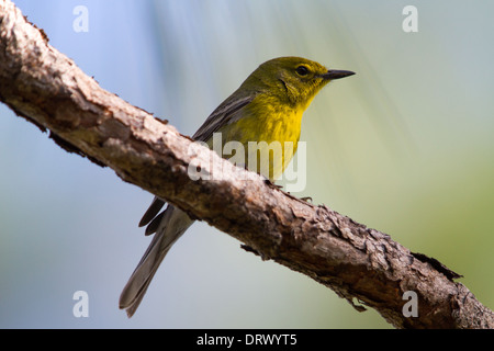 Pino maschio trillo (Dendroica pinus) Foto Stock