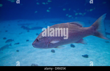 Pesci tropicali nuotare nei serbatoi di Atlanta Aquarium. Foto Stock