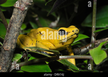 Golden Poison Frog - Phyllobates terribilis i mondi più animali velenosi Foto Stock