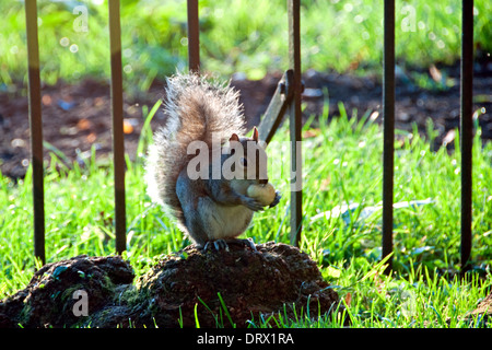 Scoiattolo grigio mangiare Foto Stock