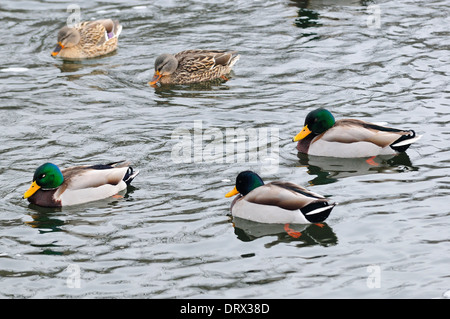 Le anatre bastarde galleggiante sul Fiume Fox. Foto Stock