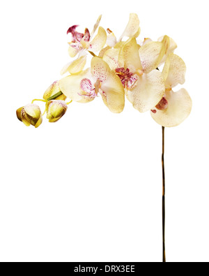 Orchidee artificiali isolate su sfondo bianco. Primo piano. Foto Stock