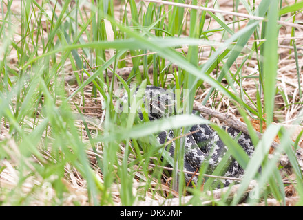 Grigio e Nero variegato sommatore comune o viper sull'erba Foto Stock