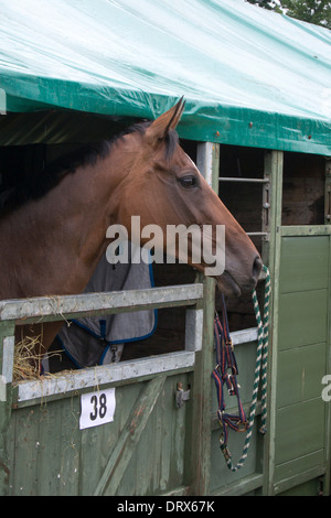 Close up di un marrone testa di cavallo cerca su porta stabile Foto Stock