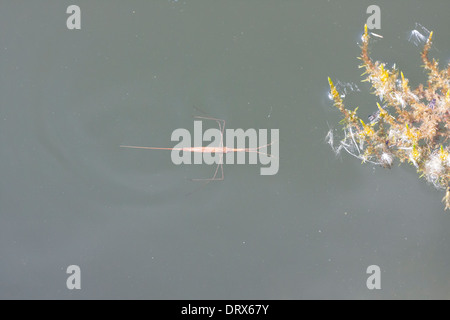 Slim acqua lungo gli insetti in acqua verdastra Foto Stock